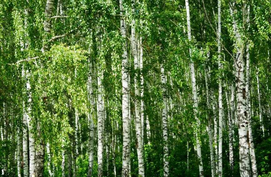 Картина на холсте березовый лес, арт hd0916001